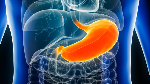 Lion's Mane & Gut-Brain Axis - A Natural Prebiotic