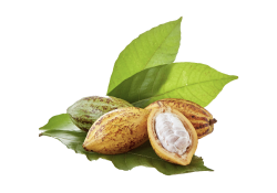 Theobromine