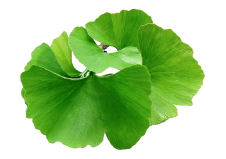 Ginko Biloba