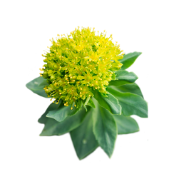 Rhodiola